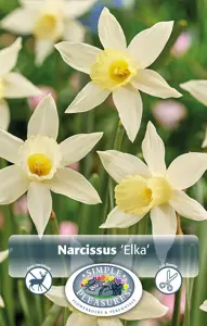 Narcissus Specialty Elka | Capper 12 x 10