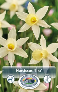Narcissus Specialty Elka | Capper 12 x 10 - image 2