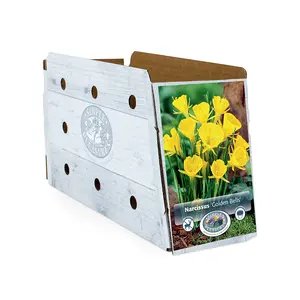 Narcissus Specialty Golden Bells | Capper 12 x 10 - image 2