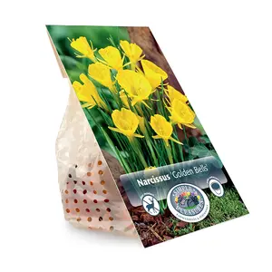 Narcissus Specialty Golden Bells | Capper 12 x 10 - image 3