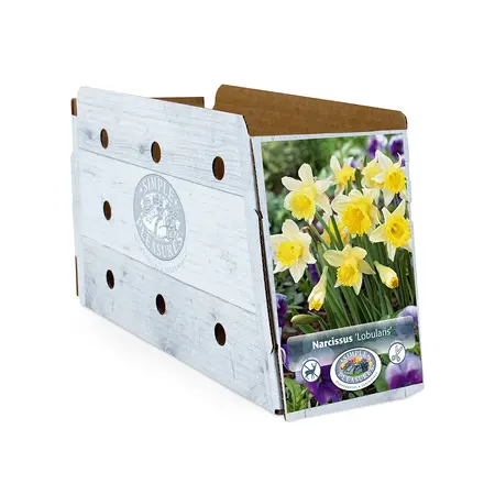 Narcissus Specialty Lobularis | Capper 12 x 8 - image 2