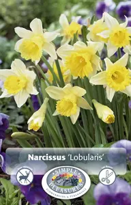 Narcissus Specialty Lobularis | Capper 12 x 8