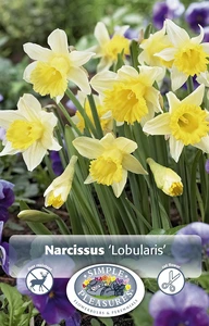 Narcissus Specialty Lobularis | Capper 12 x 8 - image 4