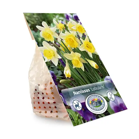 Narcissus Specialty Lobularis | Capper 12 x 8 - image 3