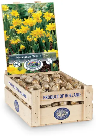 Narcissus Specialty Specie Tete a | 400 pce - image 2
