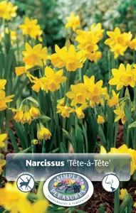 Narcissus Miniature Tête À Tête | Capper 12 x 10