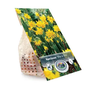 Narcissus Miniature Tête À Tête | Capper 12 x 10 - image 3