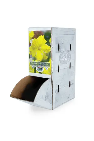 Narcissus Split Corona (Butterfly) Banana Daiquiri | 60 pce - image 2
