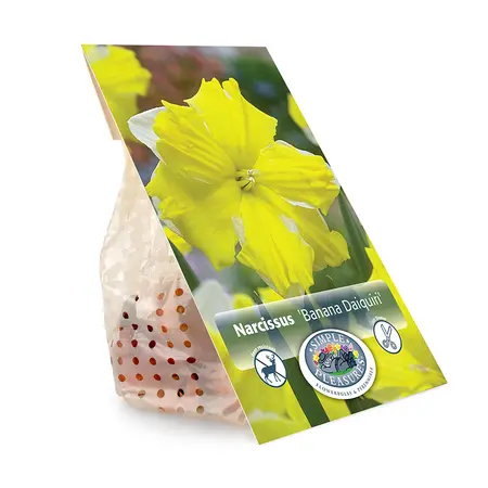 Narcissus Split Corona (Butterfly) Banana Daiquiri | Cappers 5 x 12 - image 3