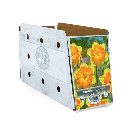 Narcissus Split Corona (Butterfly) Congress | Cappers 5 x 12 - image 2