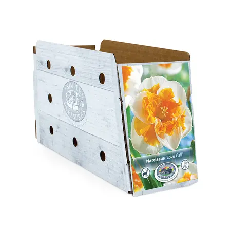 Narcissus Split Corona (Butterfly) Love Call | Cappers 5 x 12 - image 2