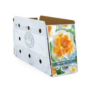 Narcissus Split Corona (Butterfly) Love Call | Cappers 5 x 12 - image 2