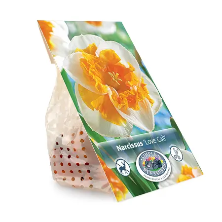 Narcissus Split Corona (Butterfly) Love Call | Cappers 5 x 12 - image 3