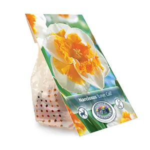 Narcissus Split Corona (Butterfly) Love Call | Cappers 5 x 12 - image 3