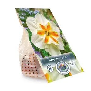 Narcissus Split Corona (Butterfly) Sorbet | Cappers 3 x 16 - image 3