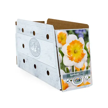 Narcissus Split Corona (Butterfly) Zinzi | Cappers 5 x 12 - image 2