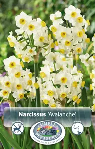 Narcissus Tazetta Avalanche | 60 pcs