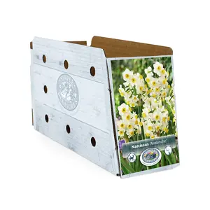 Narcissus Tazetta Avalanche | Capper 12 x 5 - image 2