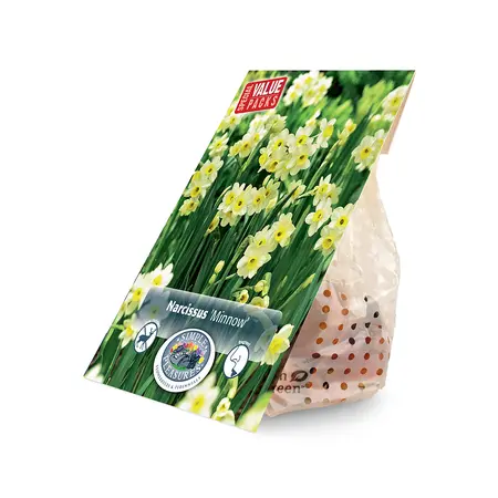 Narcissus Tazetta Fragrant Minnow | Cappers 25 x 15 - image 2