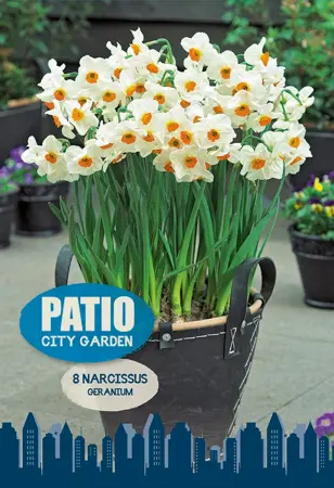 Narcissus Tazetta Geranium | Cappers 8 x 20 - image 1