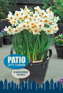 Narcissus Tazetta Geranium | Cappers 8 x 20