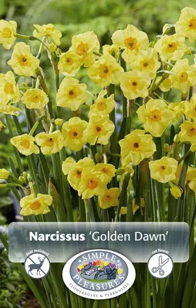 Narcissus Tazetta Golden Dawn | 100 pcs - image 1