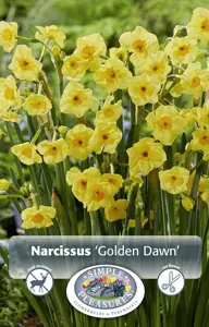 Narcissus Tazetta Golden Dawn | 100 pcs