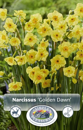 Narcissus Tazetta Golden Dawn | 100 pcs - image 2