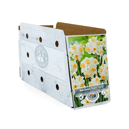 Narcissus Tazetta Kapiti Peach | Capper 12 x 5 - image 2