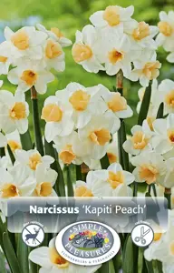 Narcissus Tazetta Kapiti Peach | Capper 12 x 5