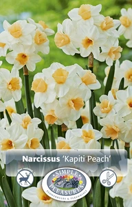 Narcissus Tazetta Kapiti Peach | Capper 12 x 5 - image 4