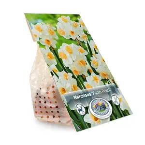 Narcissus Tazetta Kapiti Peach | Capper 12 x 5 - image 3