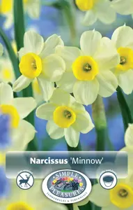 Narcissus Tazetta Minnow | 100 pcs