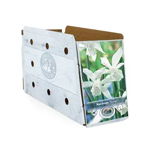 Narcissus Triandus Thalia | Capper 12 x 10 - image 2