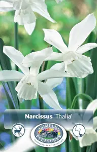 Narcissus Triandus Thalia | Capper 12 x 10