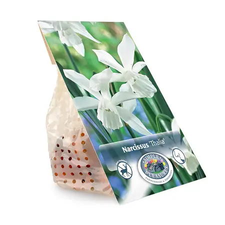 Narcissus Triandus Thalia | Capper 12 x 10 - image 3