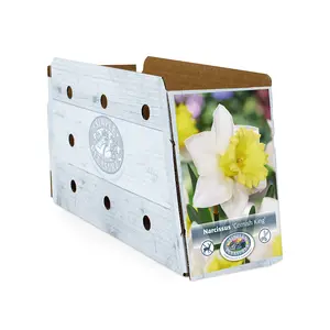 Narcissus Trumpet Cornish King | Cappers 5 x 12 - image 2