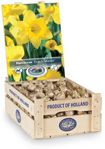 Narcissus Trumpet Dutch Master | 150 pce - image 2