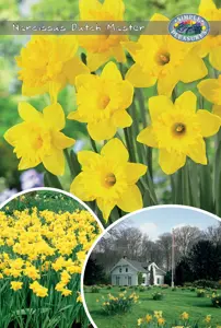 Narcissus Trumpet Dutch Master | Bags 25 x 15