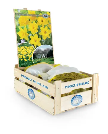 Narcissus Trumpet Dutch Master | Bags 25 x 15 - image 2