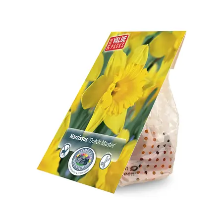 Narcissus Trumpet Dutch Master | Cappers 15 x 12 - image 2