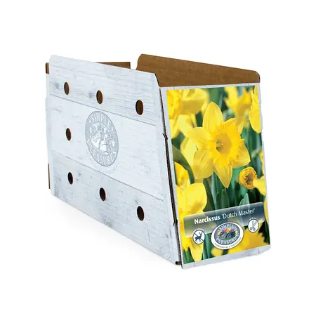 Narcissus Trumpet Dutch Master | Cappers 5 x 12 - image 2