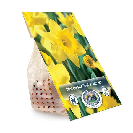 Narcissus Trumpet Dutch Master | Cappers 5 x 12 - image 3