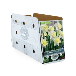 Narcissus Trumpet Lemon Glow | Cappers 5 x 12 - image 2