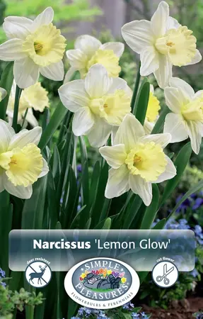 Narcissus Trumpet Lemon Glow | Cappers 5 x 12 - image 1
