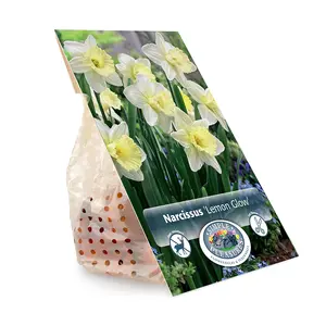 Narcissus Trumpet Lemon Glow | Cappers 5 x 12 - image 3