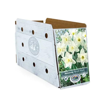 Narcissus Trumpet Mount Hood | 40 pcs - image 2