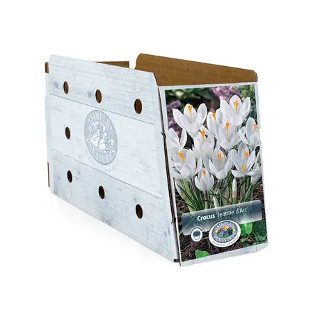 Narcissus Trumpet Mount Hood | Cappers 5 x 12 - image 2
