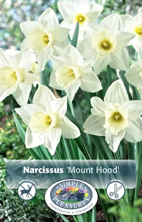 Narcissus Trumpet Mount Hood | Cappers 5 x 12 - image 1