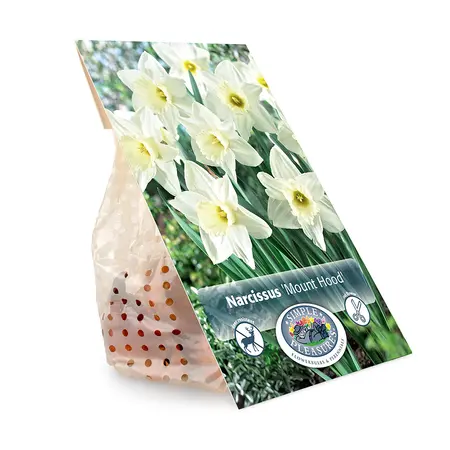 Narcissus Trumpet Mount Hood | Cappers 5 x 12 - image 3